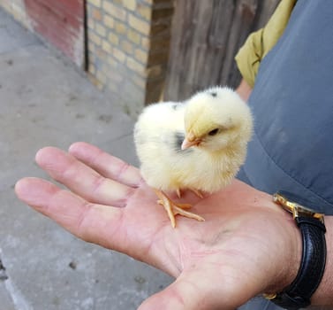 Huehnerkueken, gallus domesticus