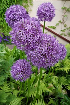Zierlauch, Riesenlauch, Allium, Giganteum