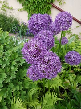 Zierlauch, Riesenlauch, Allium, Giganteum