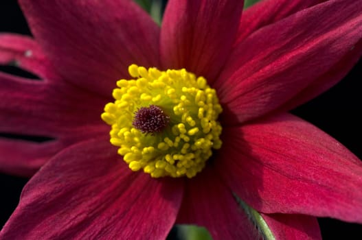 Kuechenschelle, Pulsatilla vulgaris, -