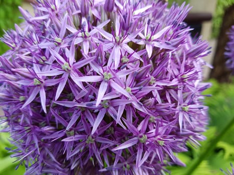 Zierlauch, Riesenlauch, Allium, Giganteum