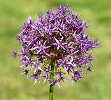 Sternkugel-Lauch, Allium cristophii ist eine wunderschoene Zierpflanze im Garten und hat lila Blueten. Star-ball leek, Allium cristophii is a beautiful ornamental plant in the garden and has purple flowers.