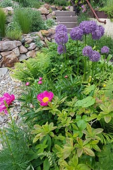 Zierlauch, Riesenlauch, Allium, Giganteum