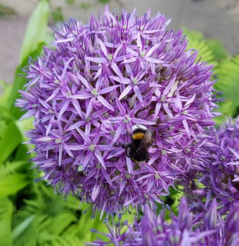 Zierlauch, Riesenlauch, Allium, Giganteum
