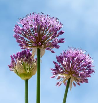 Zierlauch, Riesenlauch, Allium, Giganteum