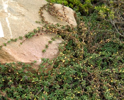 Kuemmel-Thymian  Thymus herba-barona