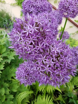 Zierlauch, Riesenlauch, Allium, Giganteum