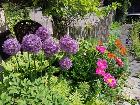 Zierlauch, Riesenlauch, Allium, Giganteum