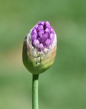 Zierlauch, Riesenlauch, Allium Giganteum ist eine wunderschoene Zierpflanze im Garten und hat lila Blueten. Ornamental Lily, Giant Lily, Allium Giganteum is a beautiful ornamental plant in the garden and has purple flowers.