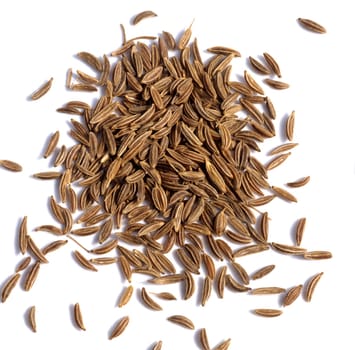 Kümmel, Carum carvi, Heilpflanze, Küchenkraut, Gewürzkraut, Gartenpflanze.