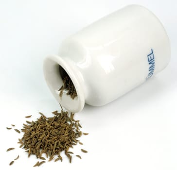 Kümmel, Carum carvi, Heilpflanze, Küchenkraut, Gewürzkraut, Gartenpflanze.