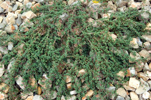 Kümmel-Thymian  Thymus herba-barona