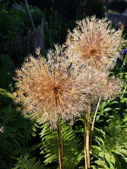Zierlauch, Riesenlauch, Allium, Giganteum, Samenstand