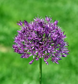 Zierlauch, Riesenlauch, Allium Giganteum ist eine wunderschoene Zierpflanze im Garten und hat lila Blueten. Ornamental Lily, Giant Lily, Allium Giganteum is a beautiful ornamental plant in the garden and has purple flowers.
