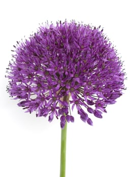 Zierlauch  Allium giganteum