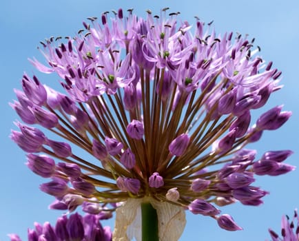 Zierlauch, Riesenlauch, Allium, Giganteum