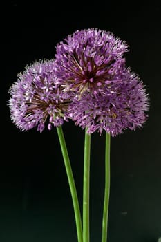 Zierlauch, Riesenlauch, Allium, Giganteum