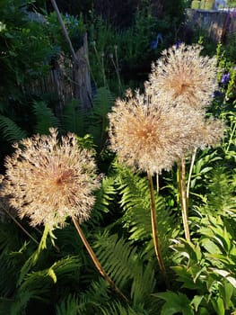 Zierlauch, Riesenlauch, Allium, Giganteum, Samenstand