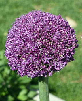 Zierlauch, Riesenlauch, Allium, Giganteum