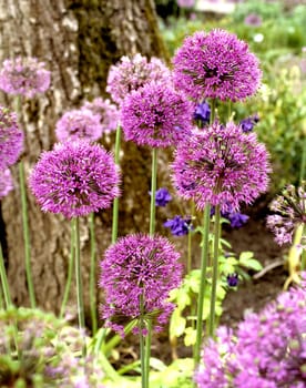 Zierlauch, Riesenlauch, Allium, altatunense