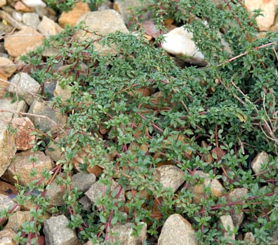 Kümmel-Thymian  Thymus herba-barona