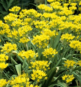 Zierlauch, Allium, moly