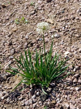 Zierlauch  Allium albidum