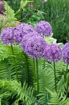 Riesenlauch  Allium  giganteum  Giant