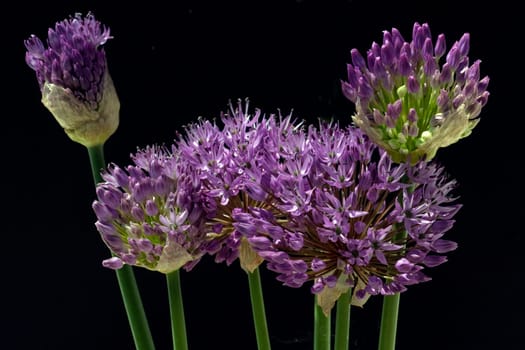 Zierlauch, Riesenlauch, Allium, Giganteum