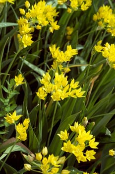 Zierlauch  Allium moly