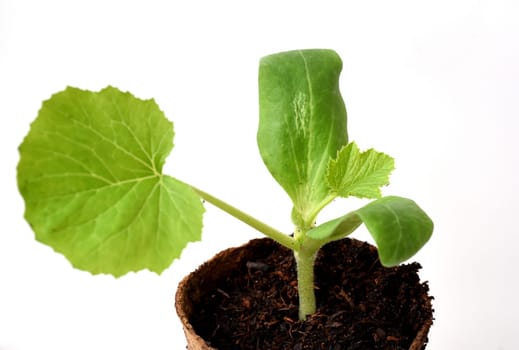 Kuerbispflanze, Jungpflanze, Cucurbita, Keimling
