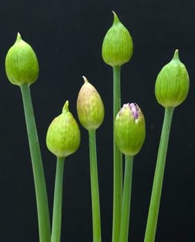 Zierlauchknospen
