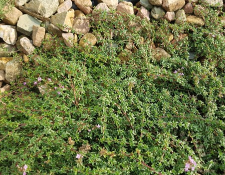 Kuemmelthymian, Thymian, Kraeuter, Heilpflanze