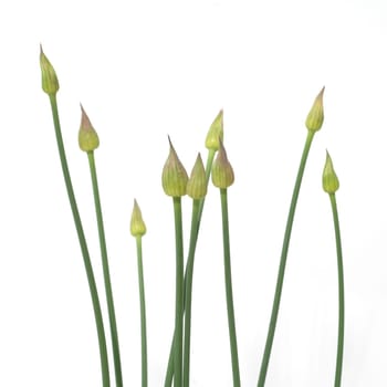 Zierlauchknospen, Allium
