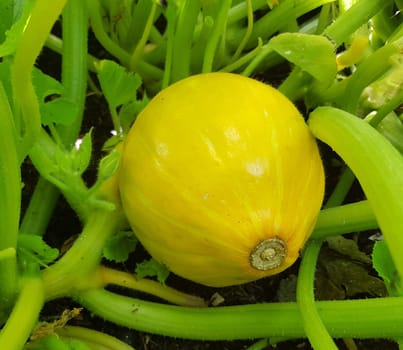 Hokkaidokuerbis, Cucurbita maxima, convar. hubbardiana