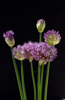 Zierlauch, Riesenlauch, Allium, Giganteum