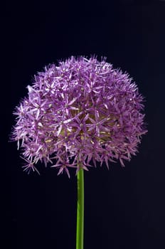 Riesenlauch, Allium, giganteum