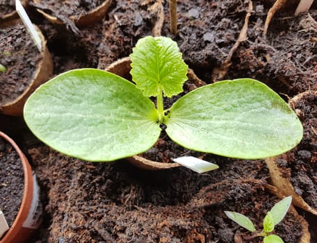 Kuerbispflanze, Jungpflanze, Cucurbita, Keimling