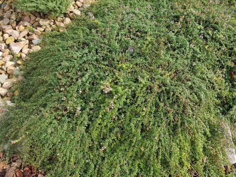 Kuemmelthymian, Thymian, Kraeuter, Heilpflanze