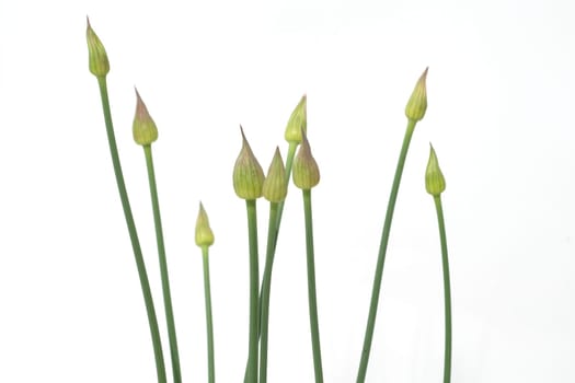 Zierlauchknospen, Allium