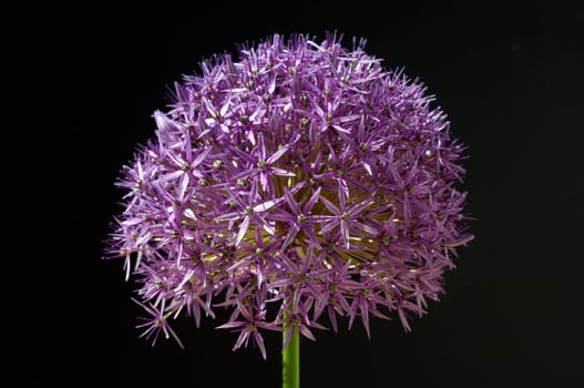 Riesenlauch, Allium, giganteum