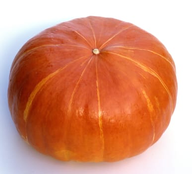 Kuerbis, Cucurbita