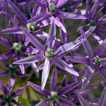 Riesenlauch, Allium, giganteum