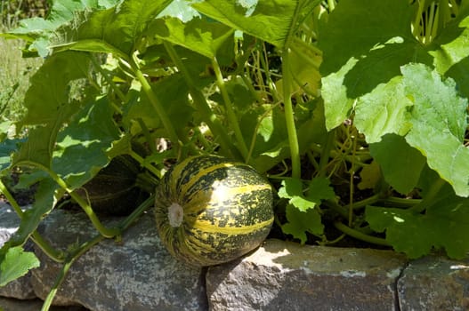 Kuerbis  Curcurbita