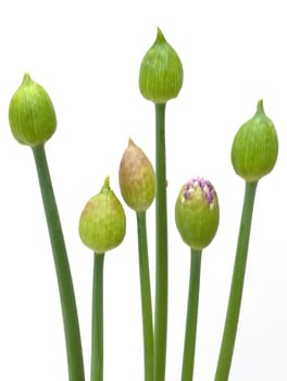 Zierlauchknospen