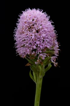 Kugelbluetiges, Knabenkraut, Kugelorchis, Traunsteinera, globosa