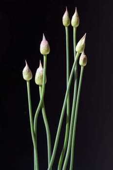 Zierlauchknospen, Allium, Knospe