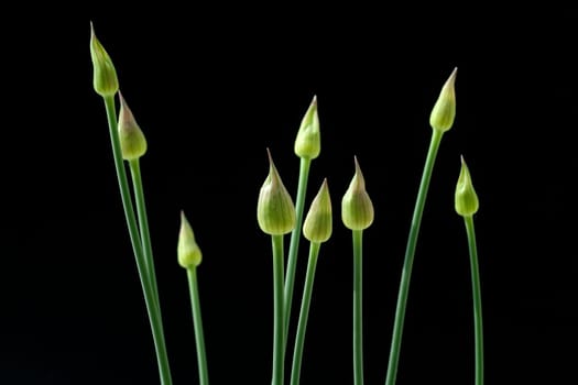 Zierlauchknospen, Allium