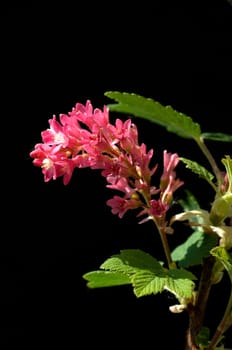 Blutjohannisbeere  Zierjohannisbeeren