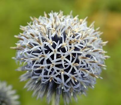 Kugeldistel, Echinops ritro